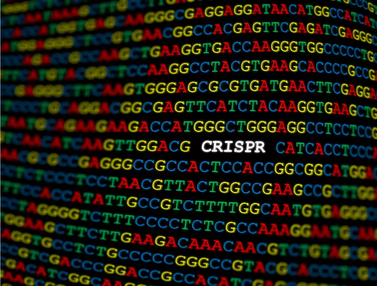 Genome editing prevents hypertrophic cardiomyopathy in mice