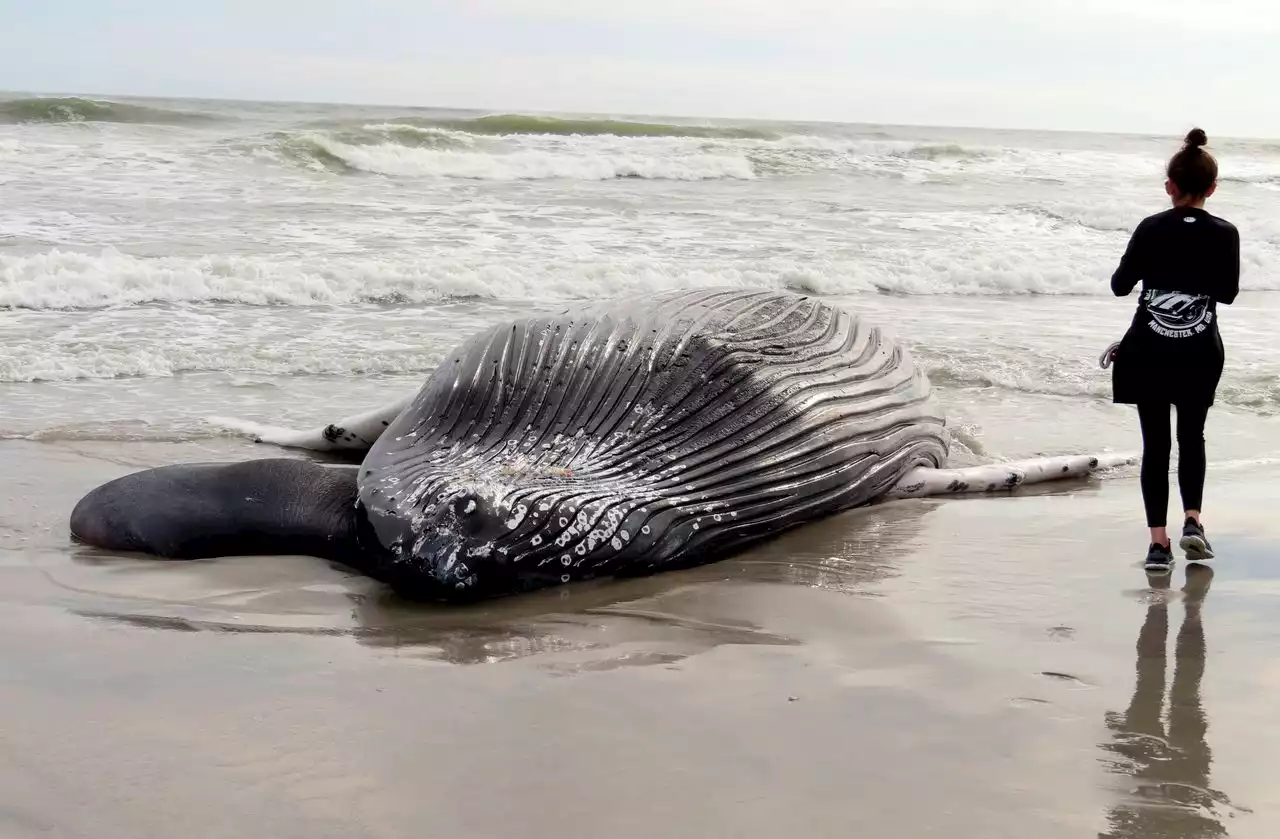 Another whale death leads to new offshore wind legislation by N.J. House Republicans