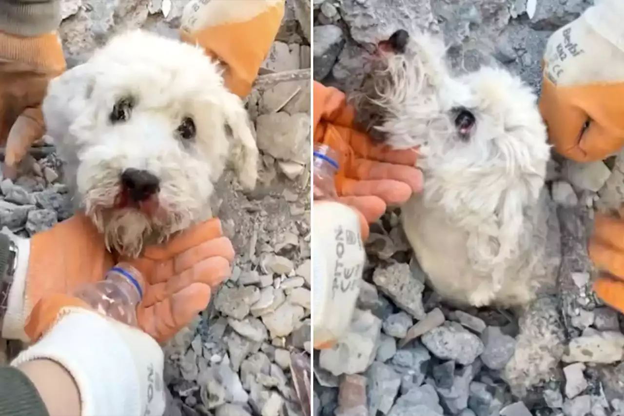 Turkey earthquake rescuers save small dog trapped in rubble