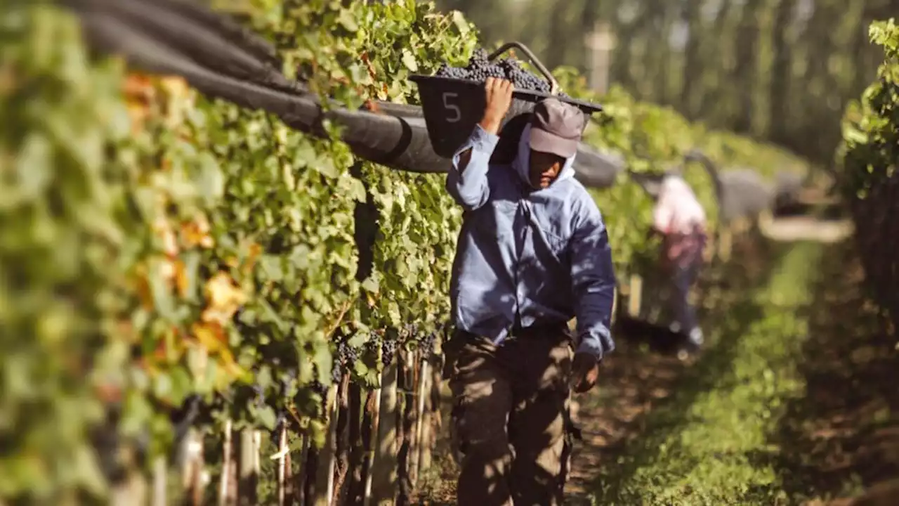 Proyectan caída de la producción de vino | Por las heladas y el granizo, retrocedería entre 15 y 25 por ciento