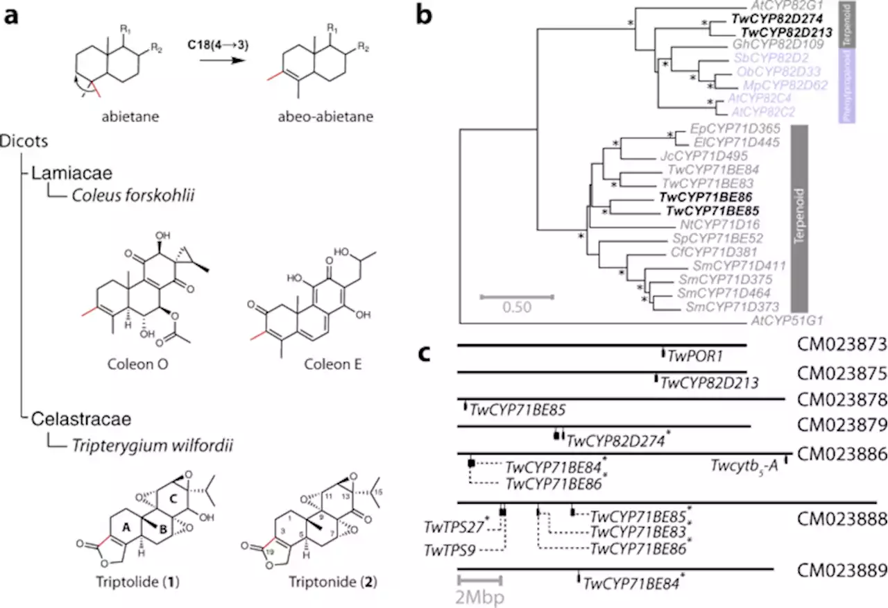 Tripterygium wilfordii cytochrome P450s catalyze the methyl shift and epoxidations in the biosynthesis of triptonide - Nature Communications