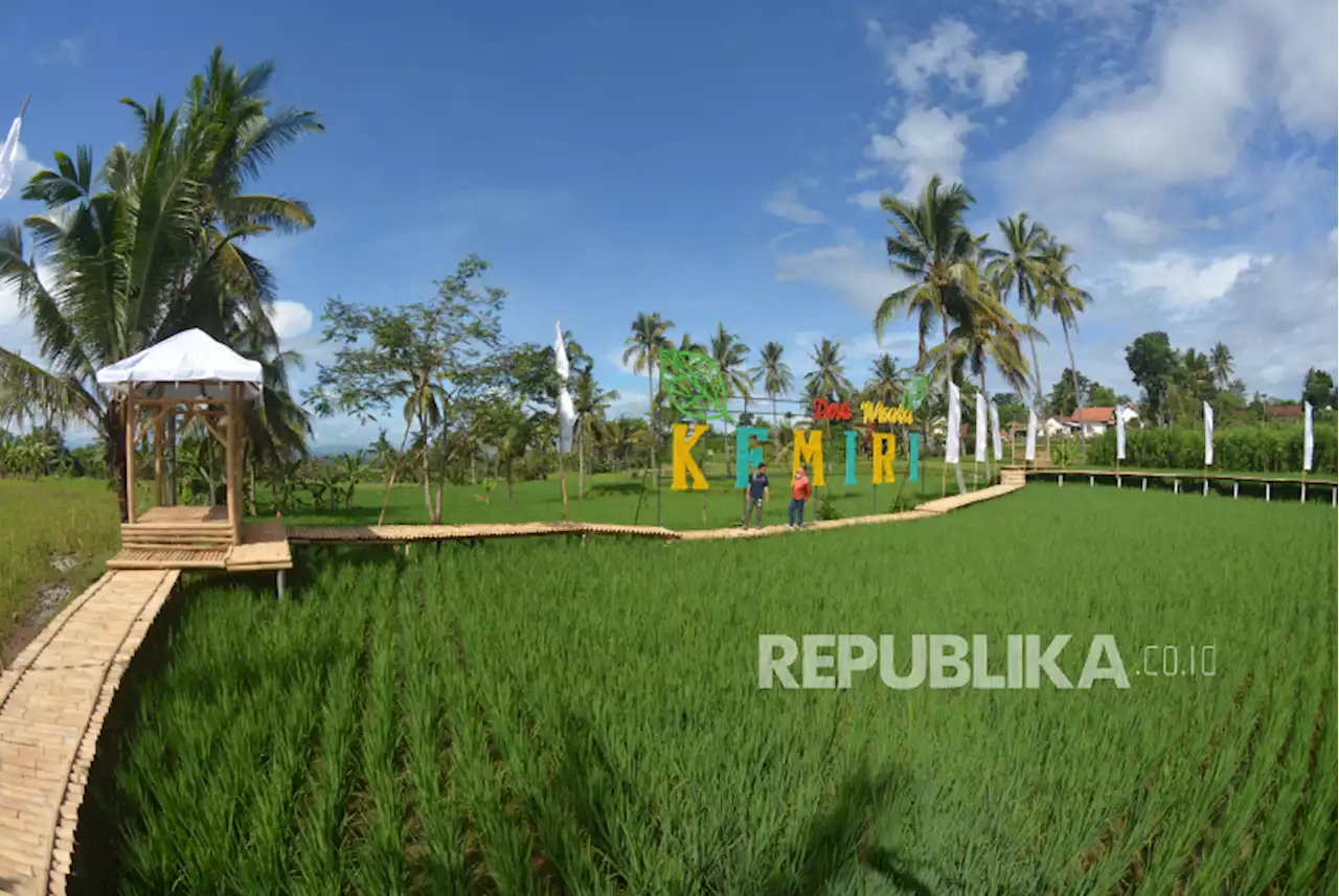 Petani Jember Ingin Pemerintah Revisi HPP Jelang Panen Raya |Republika Online