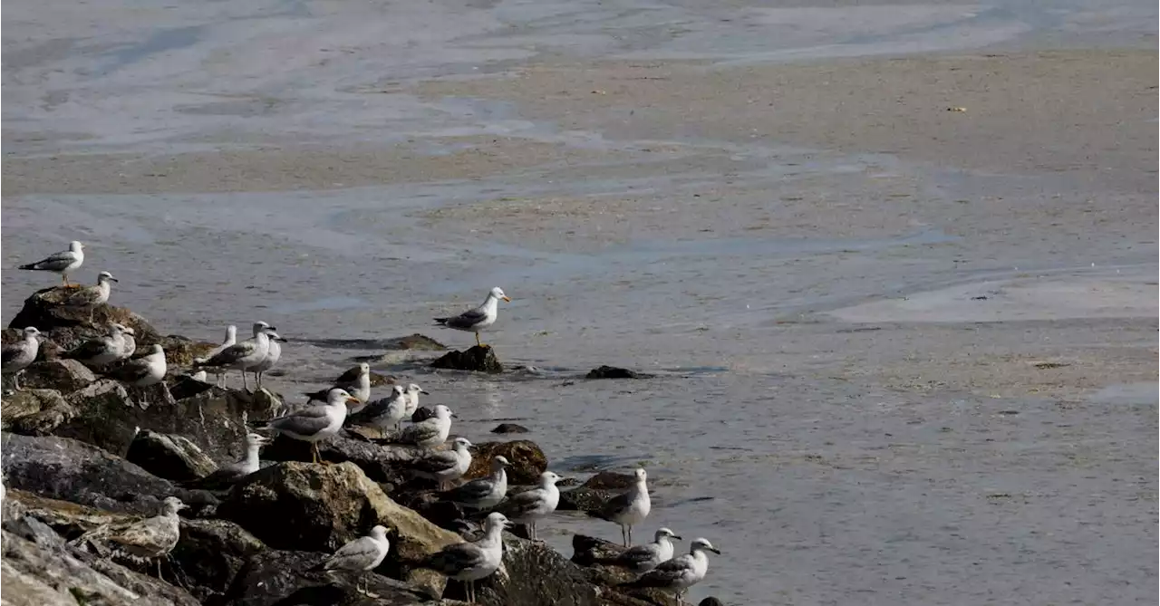 Countries gather to thrash out U.N. ocean protection treaty