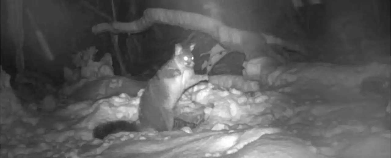 Unexpected Footage Shows Possums Feasting on Kangaroos in The Australian Alps