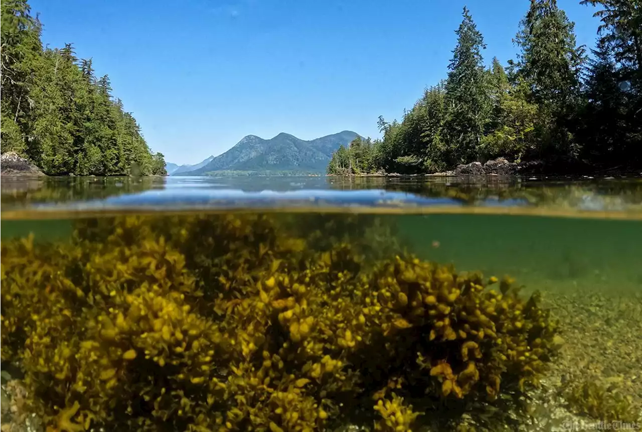 Salmon parks: Inside a movement to conserve Pacific Northwest old growth