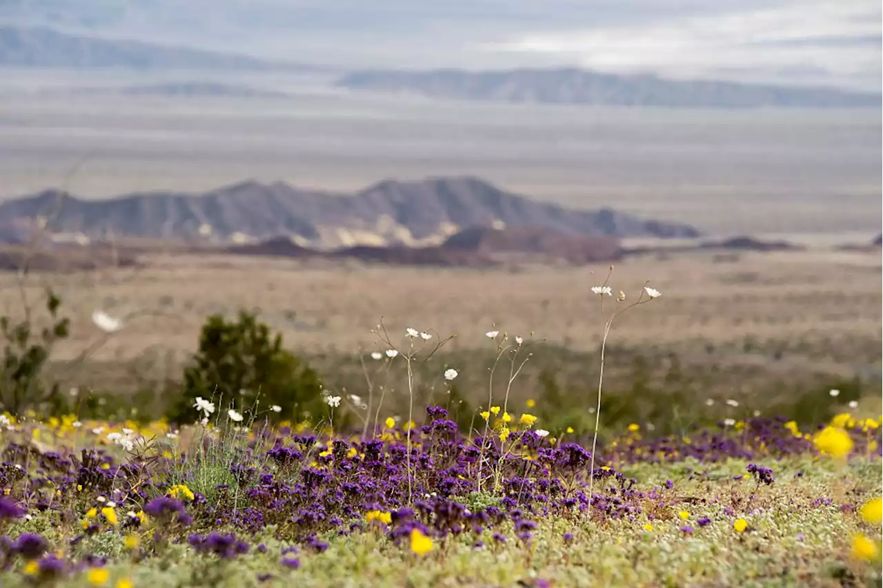 Why Death Valley won't see a superbloom this year despite record rains