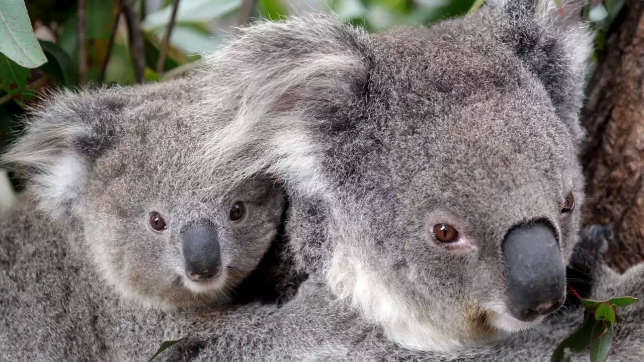 Koala habitats under &#8216;one heck&#8217; of a threat from renewable land clearing: Murray