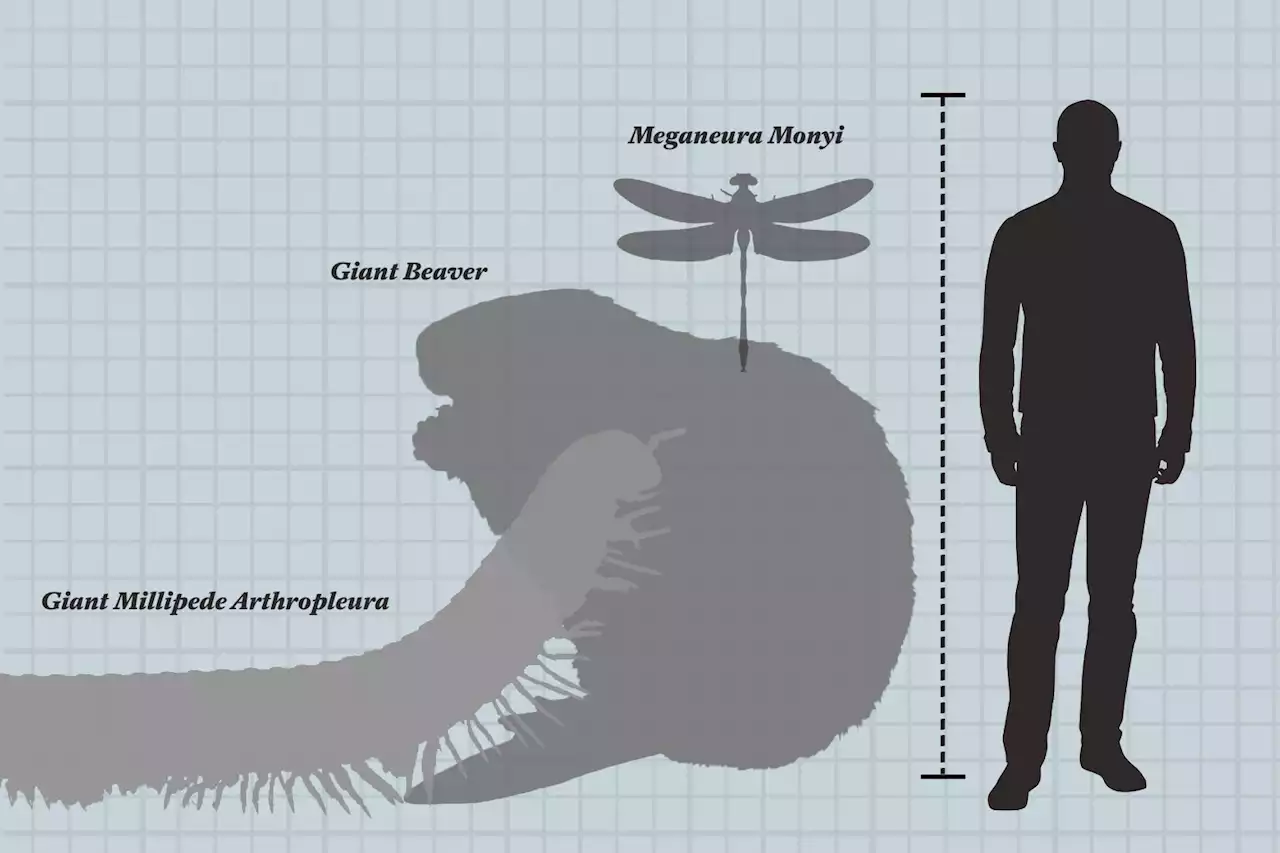 340-Pound Penguins Once Roamed the Earth. Why Is Life Today So Small?