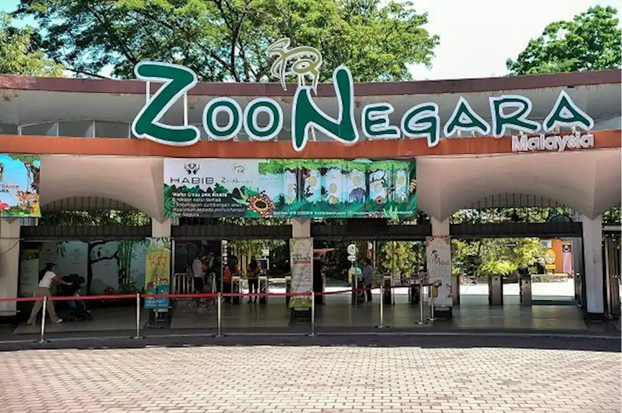 Fawn to be wild: Male hog deer still on the loose after escaping from Zoo Negara
