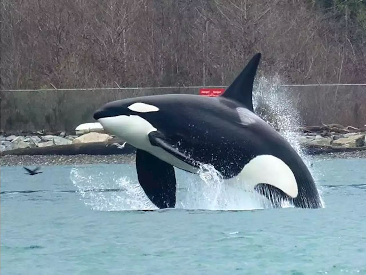 BEYOND LOCAL: Bird photographer captures an orca in flight off Vancouver's Stanley Park