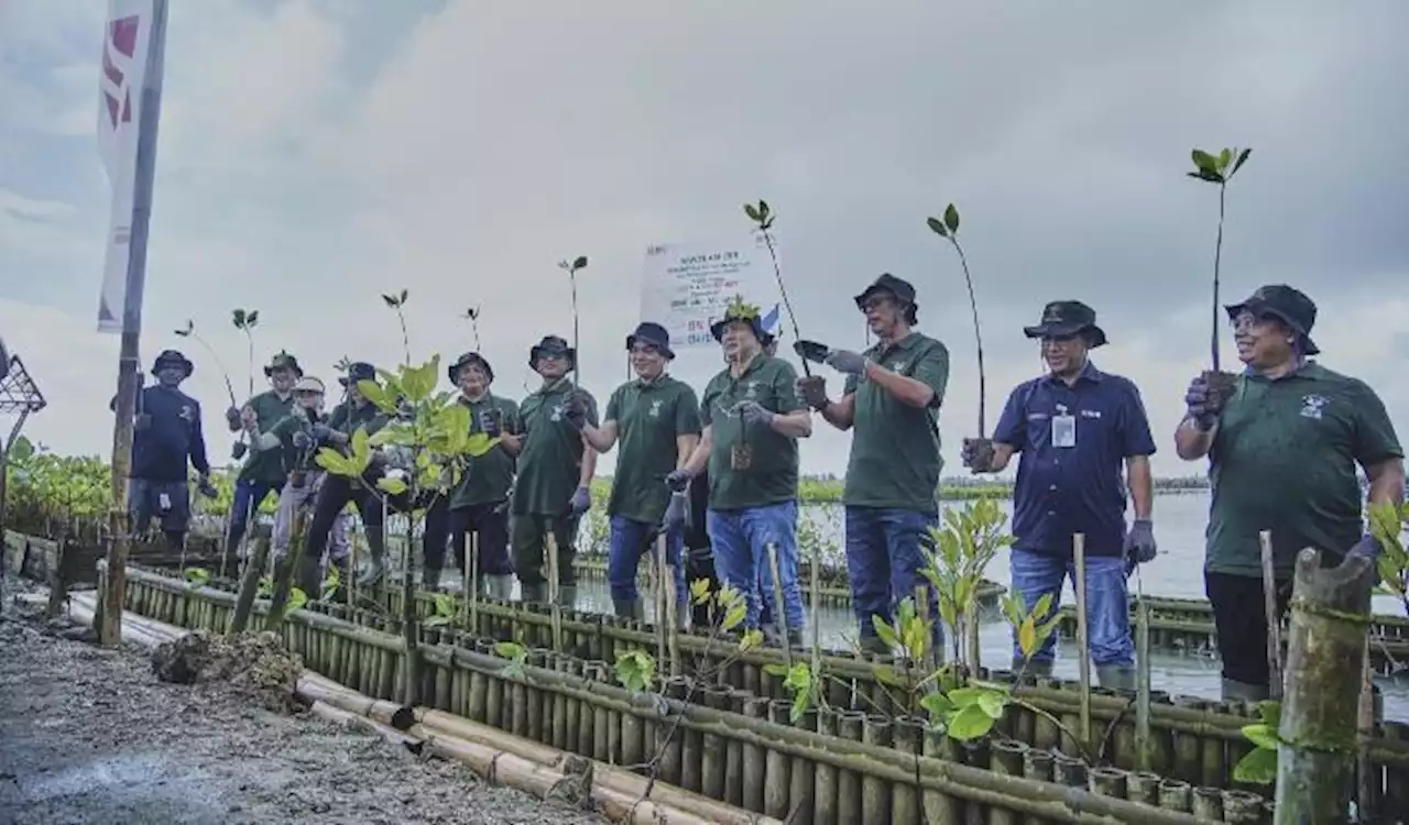 BNI Tanam 2 Ribu Bibit Mangrove untuk Bali