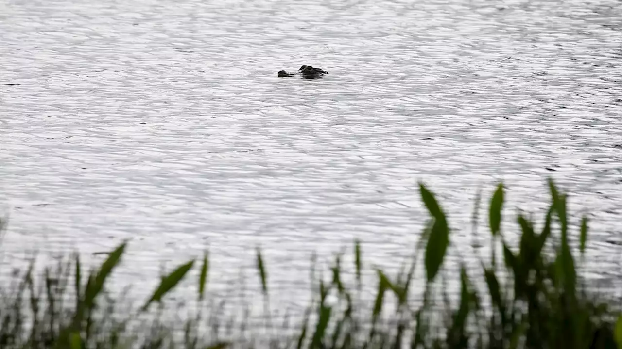 4-Foot Alligator Found Cruising Pond in New York City Park