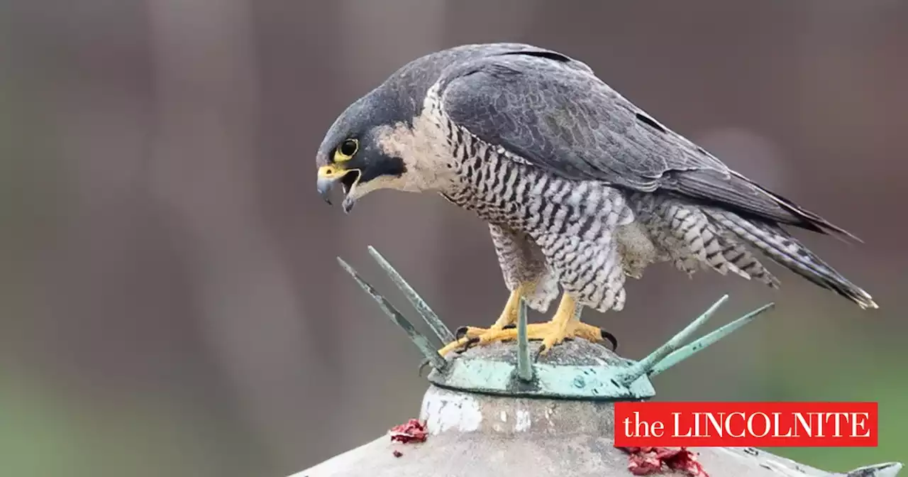 Sadness as Lincoln Cathedral's queen peregrine falcon dies