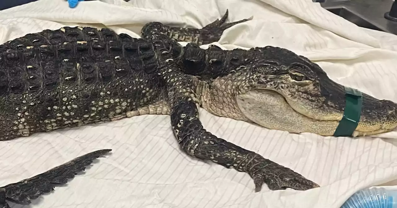 Alligator in Brooklyn: 4-foot-long reptile found in NYC park