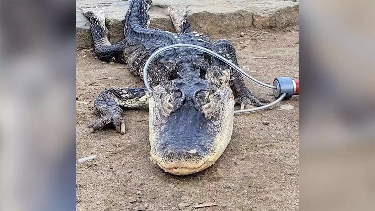 Scaly Surprise: Park workers rescue alligator in Brooklyn park