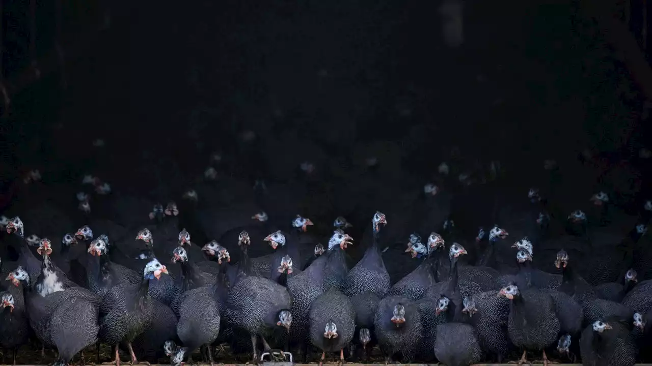 鳥インフルエンザが人類にもパンデミックを引き起こす？ 哺乳類に適応した可能性が示す“転換点”の訪れ