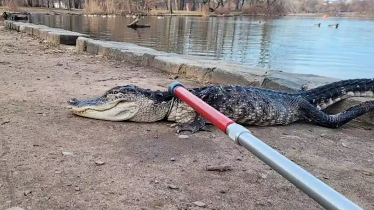 Alligator found in lake in New York City park