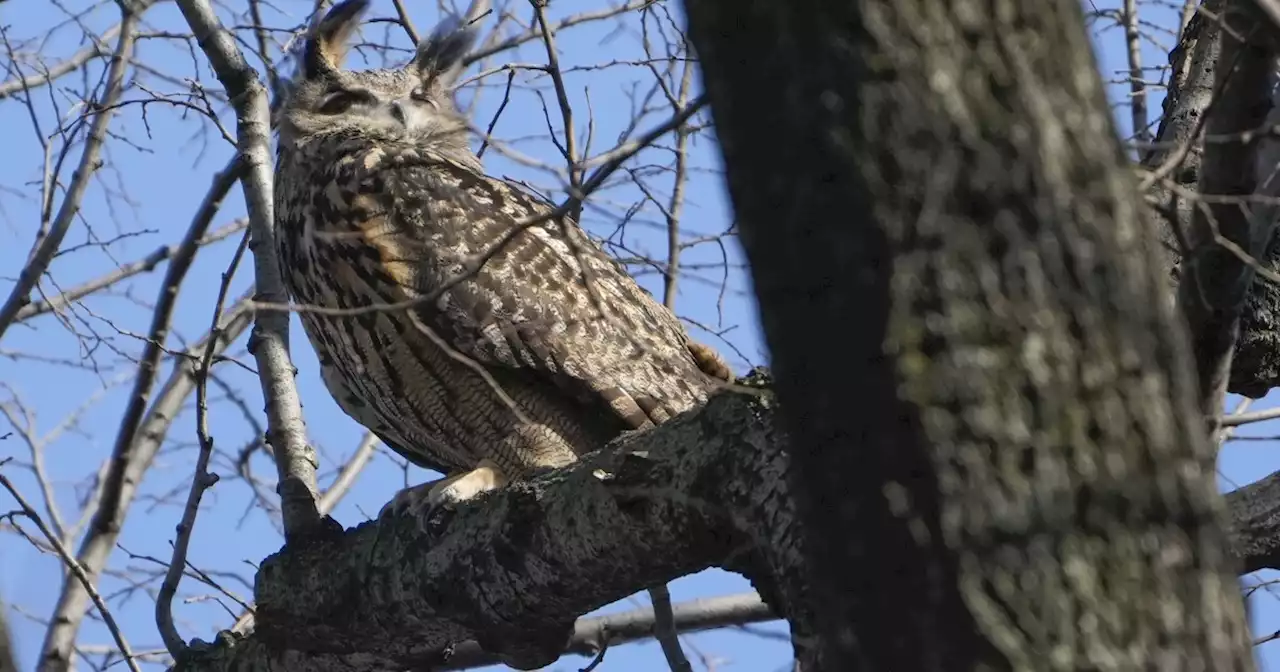 Flaco the escaped zoo owl can remain in the wilds of NYC