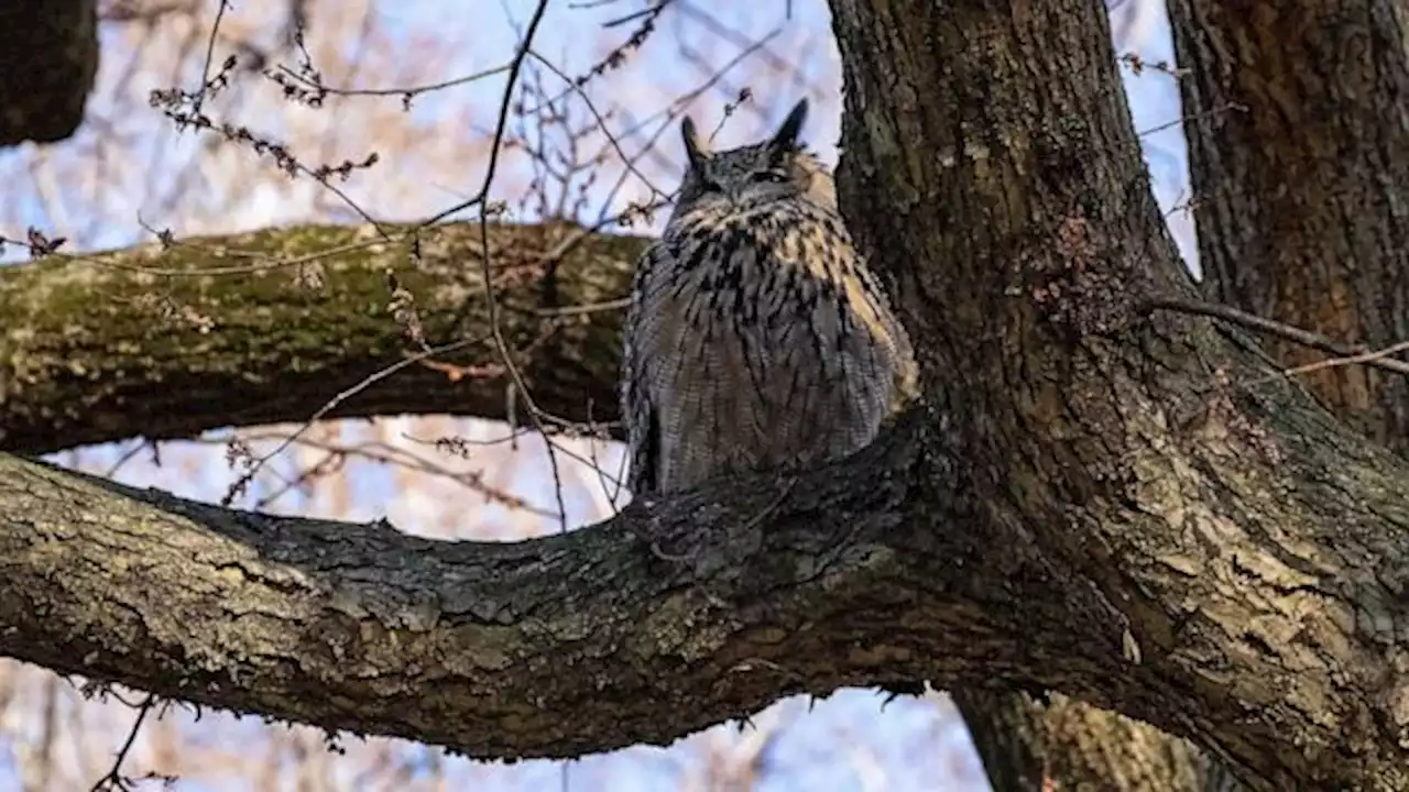 Flaco the owl becomes New York's newest tourist attraction, as he settles into Central Park home