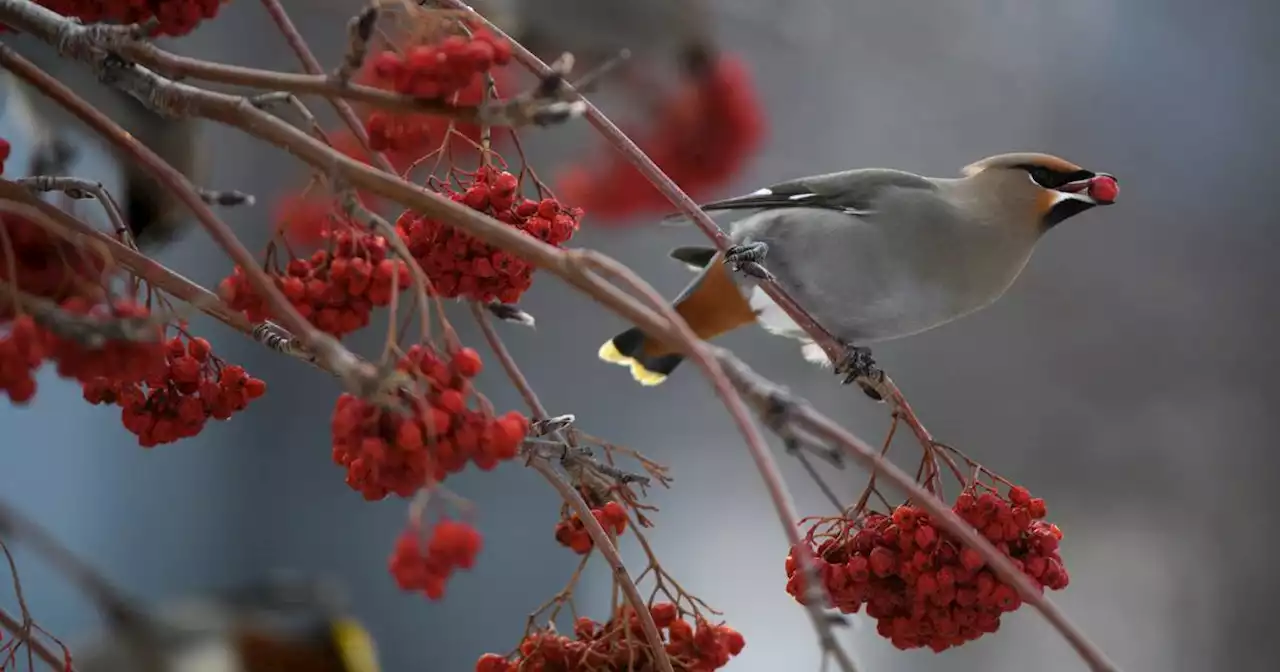 Curious Alaska: Hold my berry — are Bohemian waxwings getting drunk on fermented fruit?