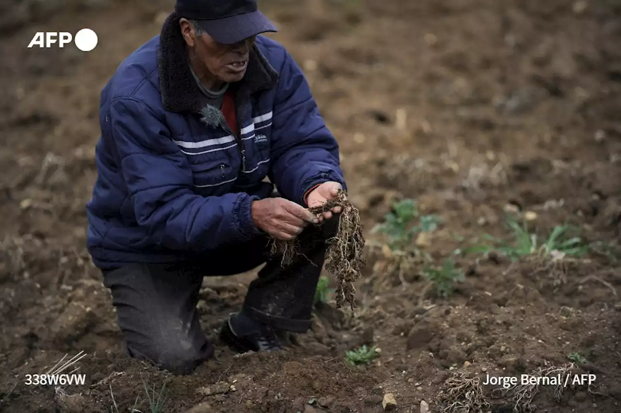 Sur les hauts plateaux de Bolivie, la pomme de terre malmenée par le climat