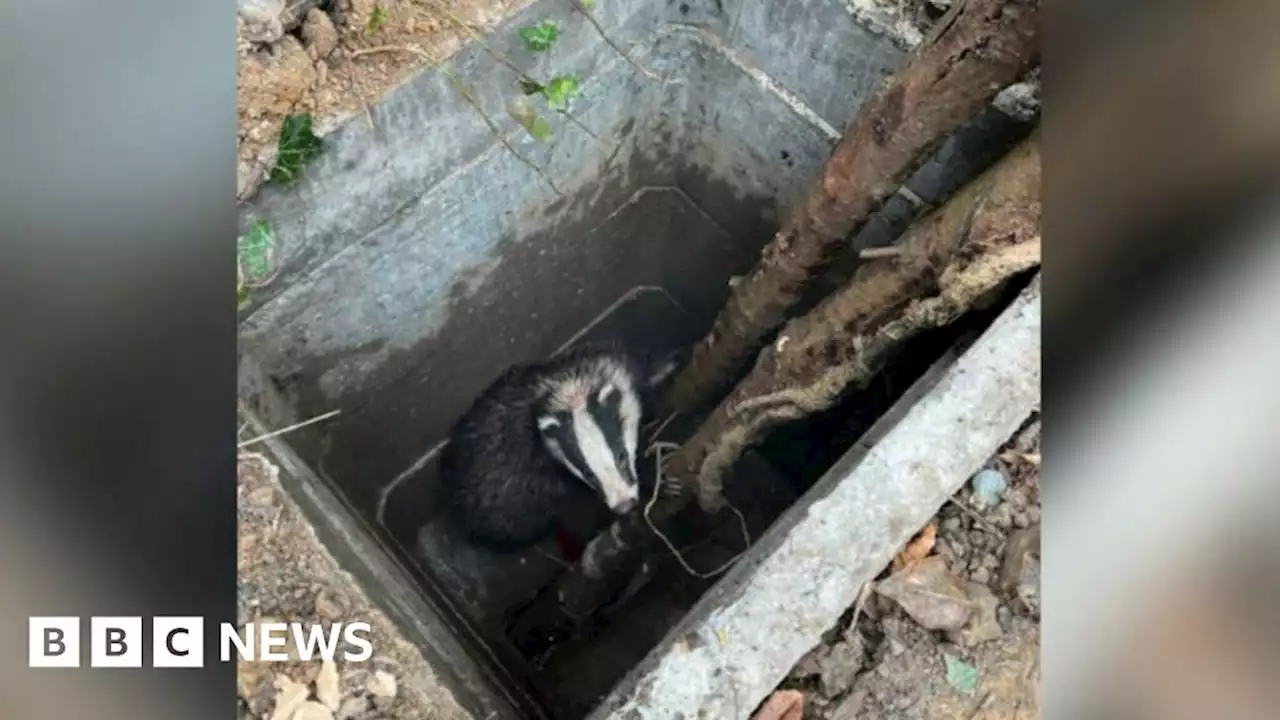 Badger rescued after falling down manhole at cemetery