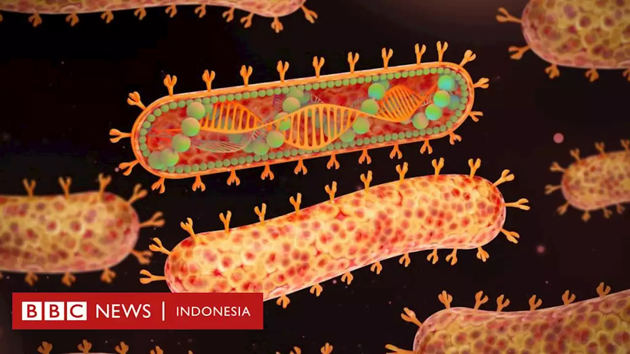 Kasus virus Marburg buka potensi pandemi, Indonesia pantau kedatangan dari Afrika - BBC News Indonesia