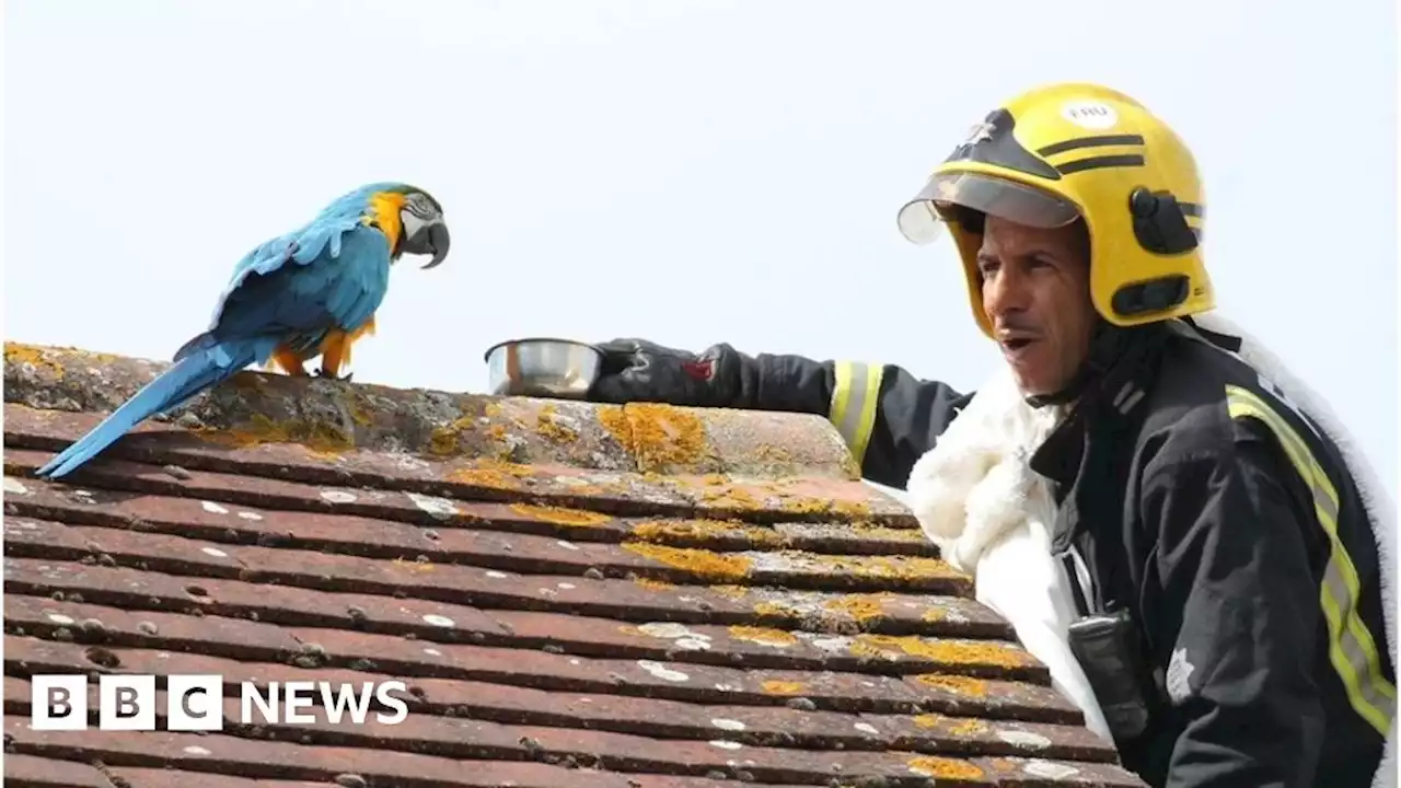 London Fire Brigade celebrates Love Your Pet Day