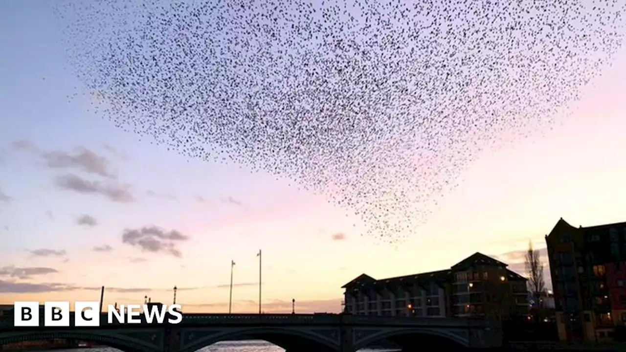 Starlings: Did light pollution ruin Belfast murmuration?