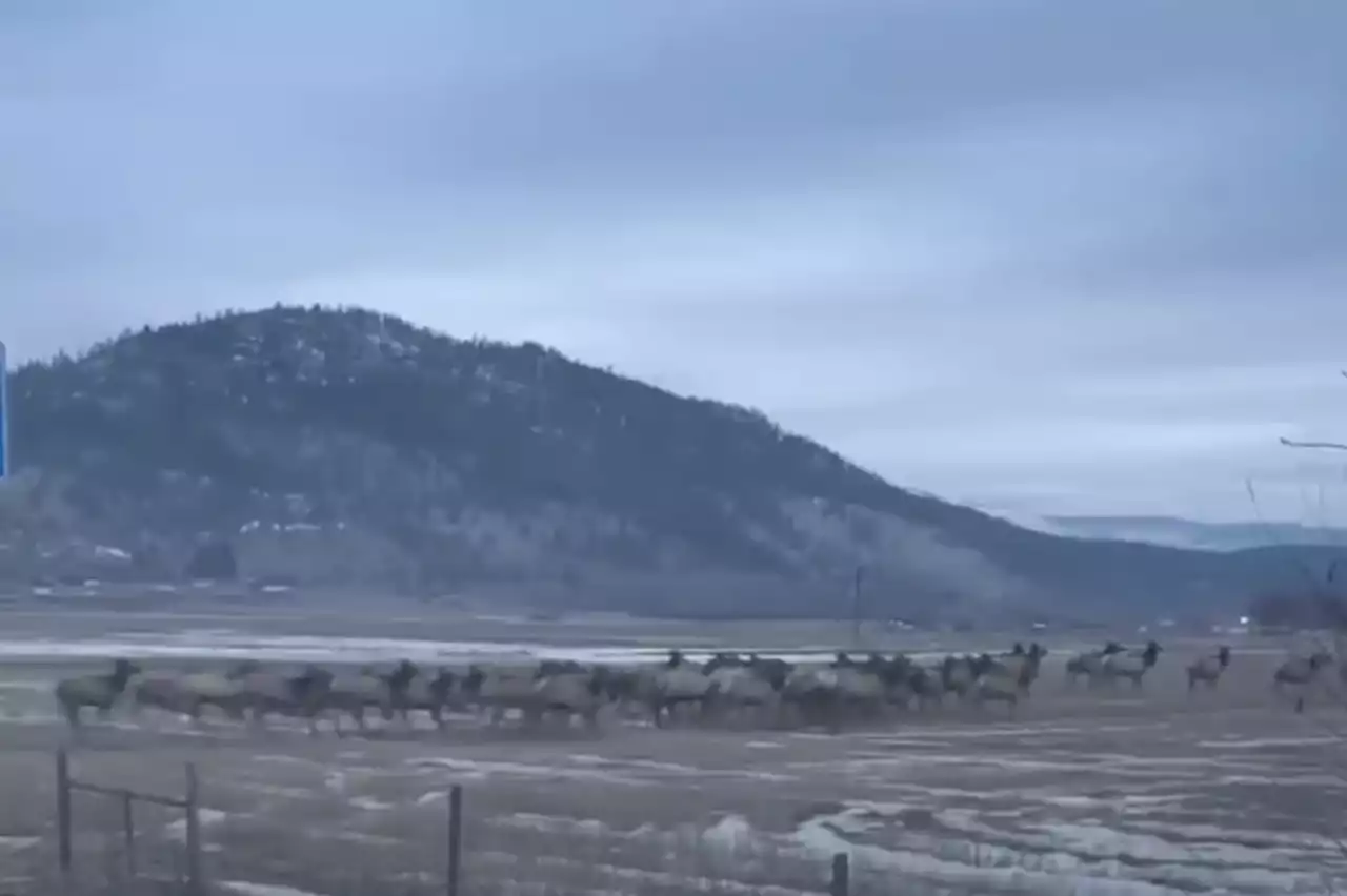 'Pretty cool': Elk herd stops traffic on B.C. road