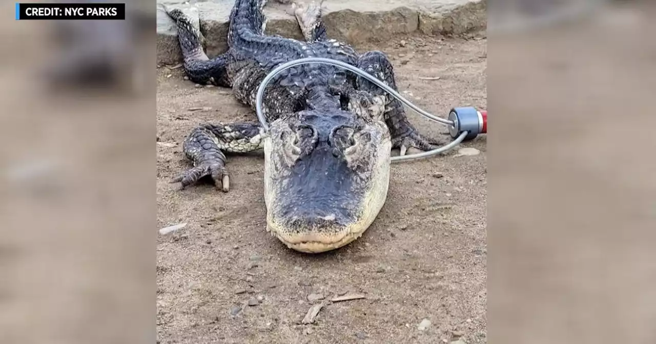 Alligator in Brooklyn's Prospect Park evokes memories of Chicago's Chance the Snapper