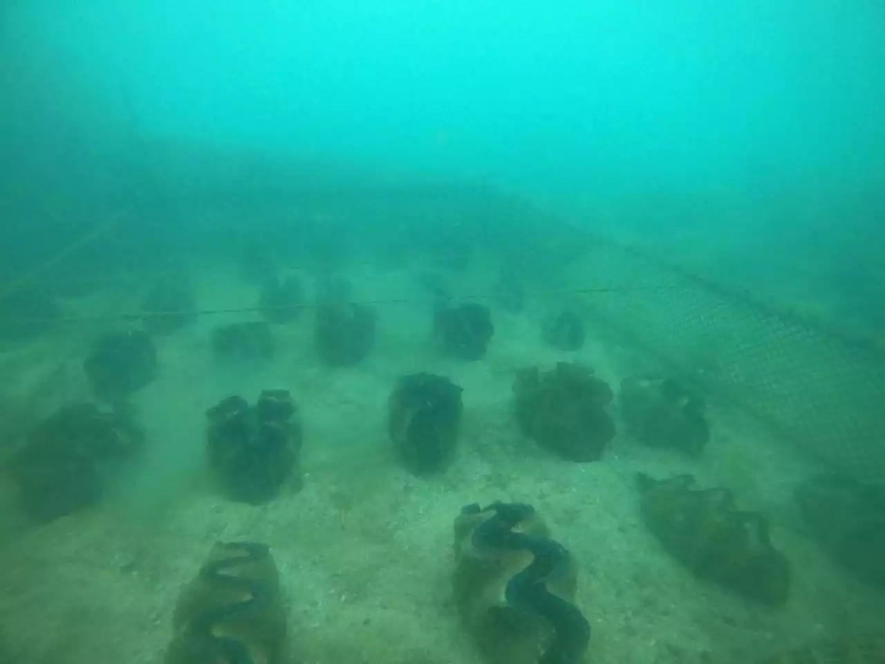 LOOK: Bohol provincial gov’t cares for 100 giant clams as part of marine conservation campaign