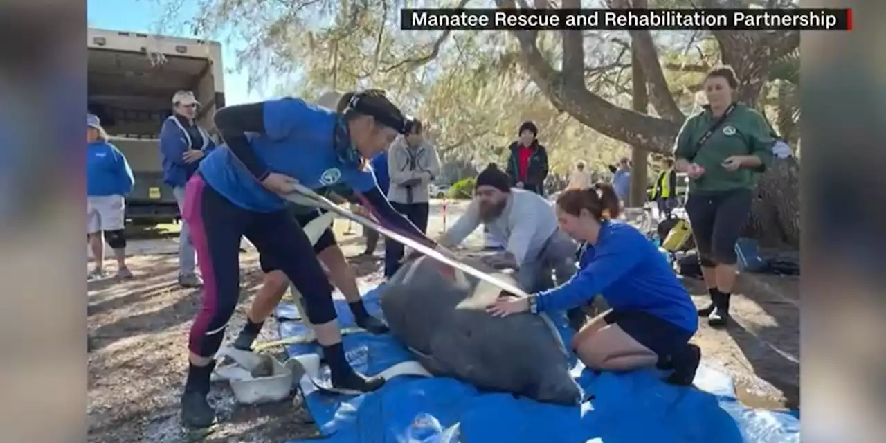 An ‘unprecedented’ 12 manatees were released back into the ocean