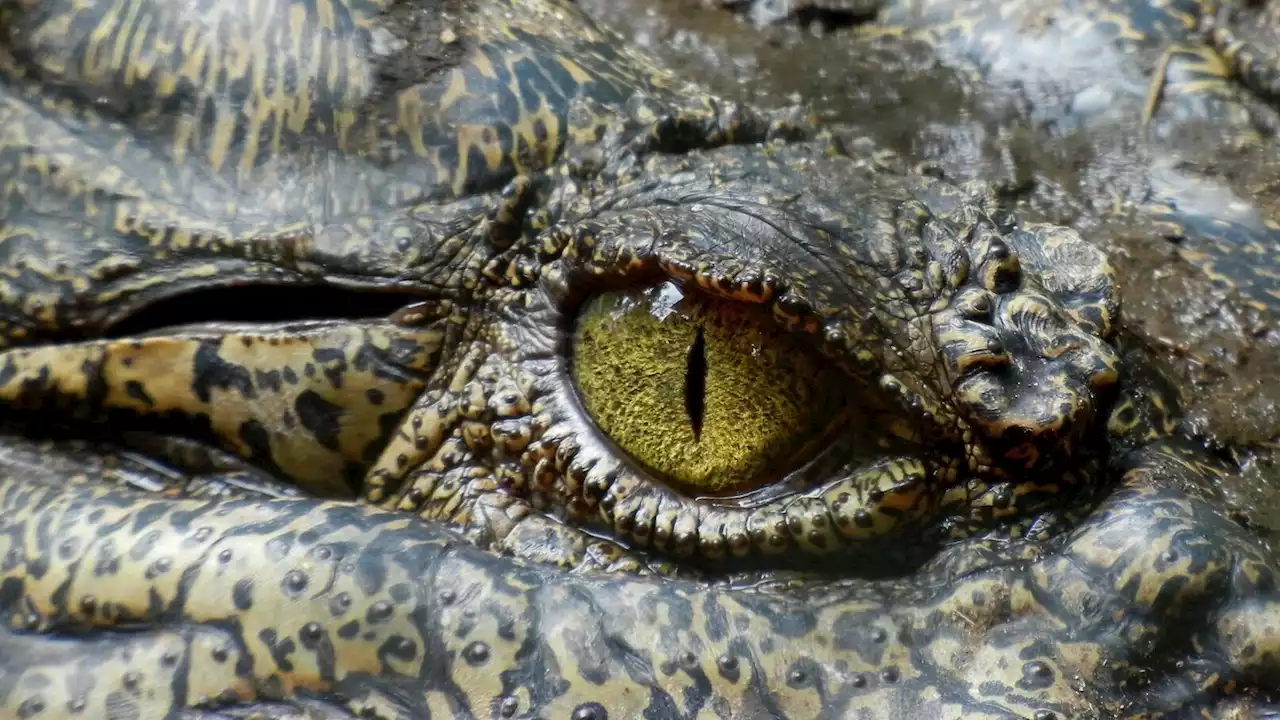 Godzilla à New York : cette créature capturée à Brooklyn qui a affolé les habitants