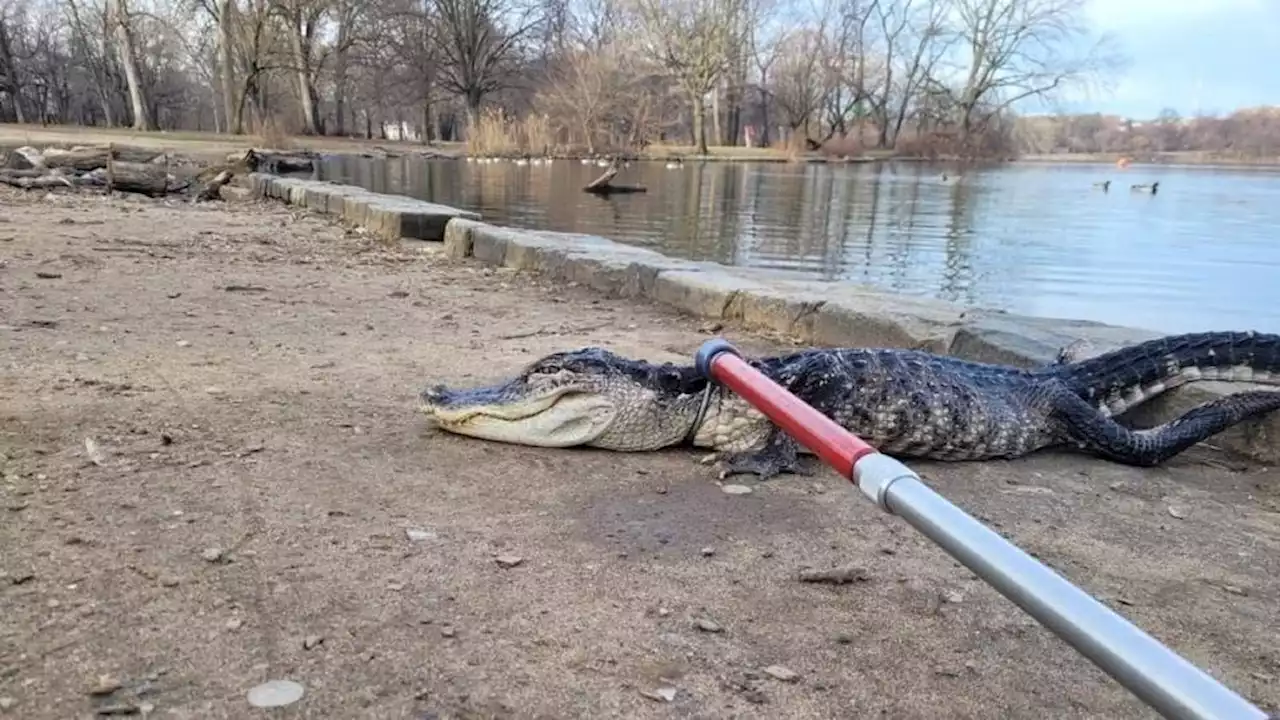 New York : un alligator retrouvé dans un parc à Brooklyn