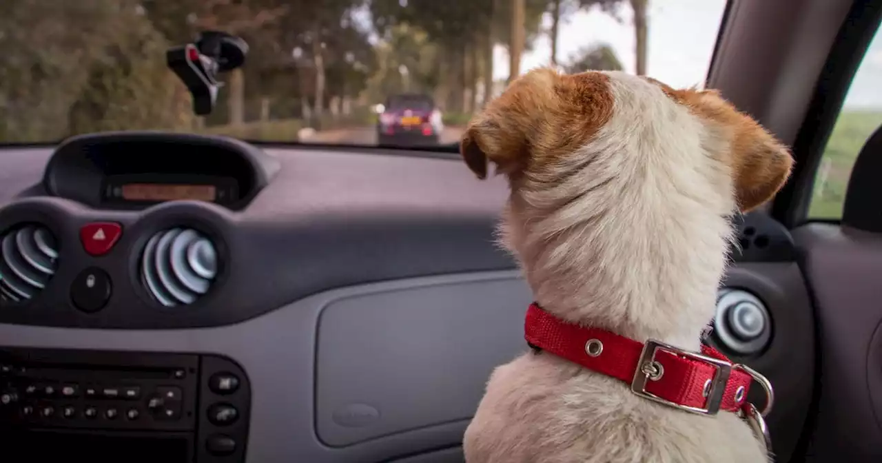 Drivers could face £5000 fine if they let pets sit in front seat