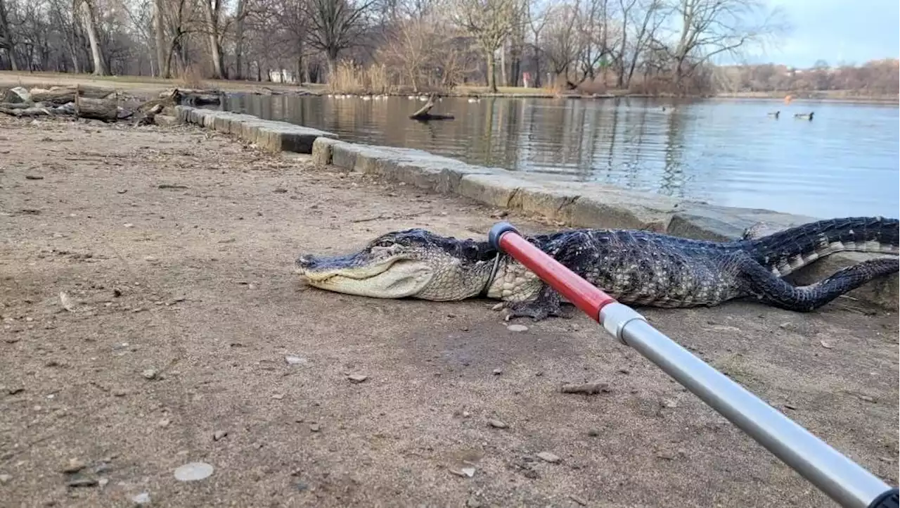 »Kein geeignetes Zuhause«: Parkranger finden lethargischen Alligator in New Yorker Teich