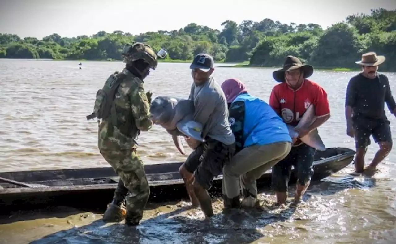 Rescatan a dos delfines rosados en el caño Juriepe en Vichada