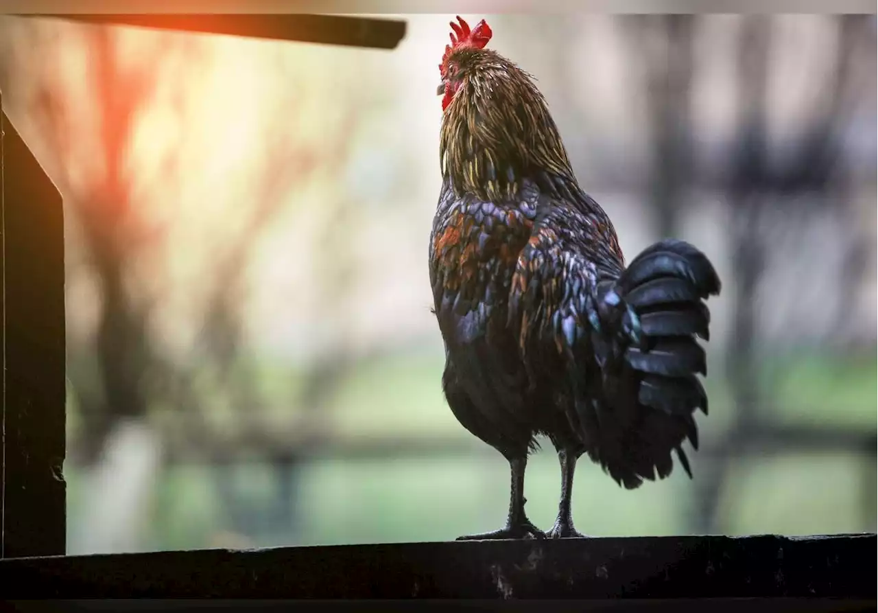 Ce coq remporte une bataille juridique et peut continuer à chanter en toute liberté