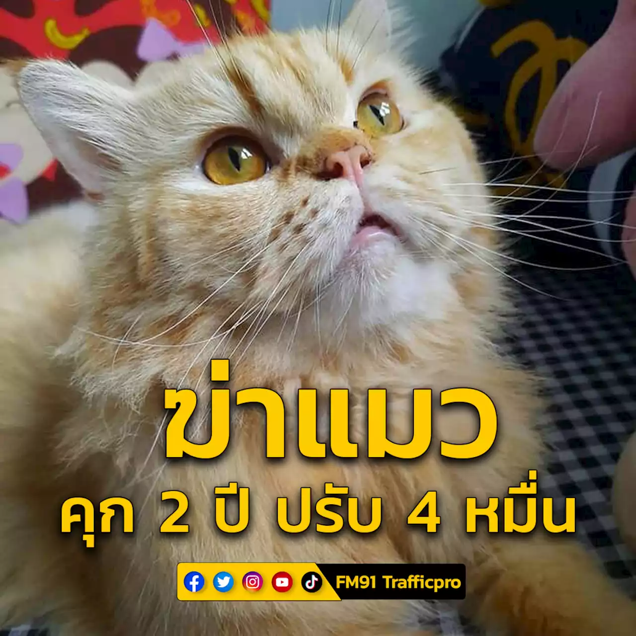 ฆ่าแมว คุก 2 ปี ปรับ 4 หมื่น