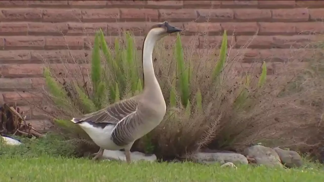 Goose, affectionately named Maverick, moves into southeast Houston neighborhood