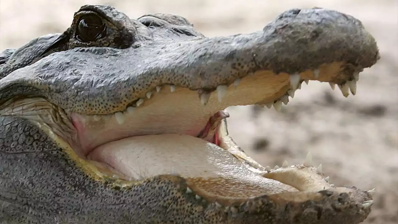 Large alligator kills 85-year-old Florida woman