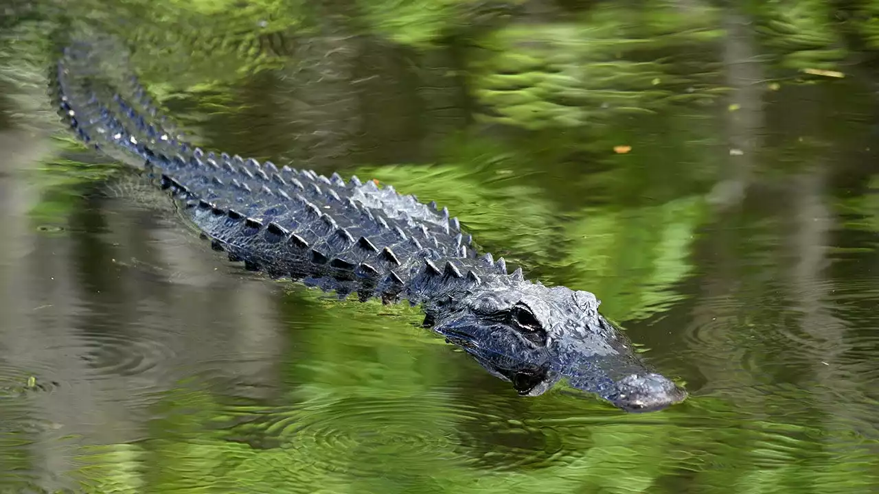 Florida woman killed by 10-foot alligator while walking her dog: reports