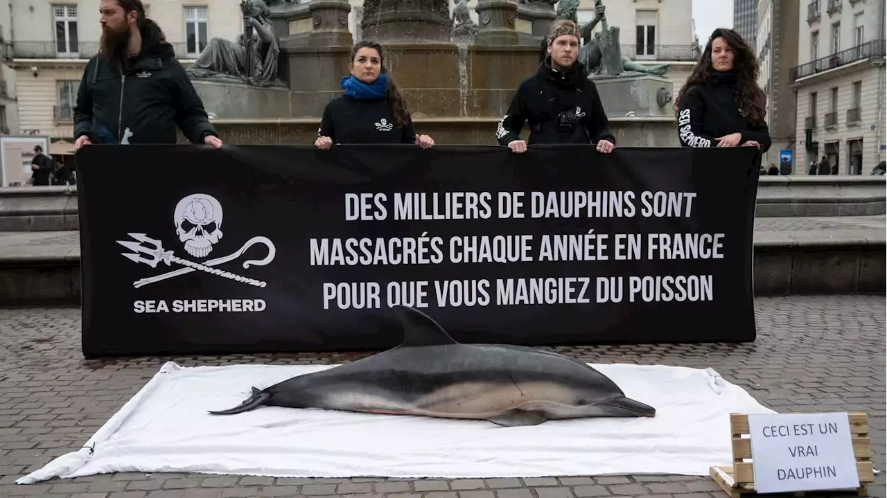 Dauphins victimes de la pêche : 'Des pêcheurs tentent de faire disparaître les preuves de capture', dénonce Sea Shepherd