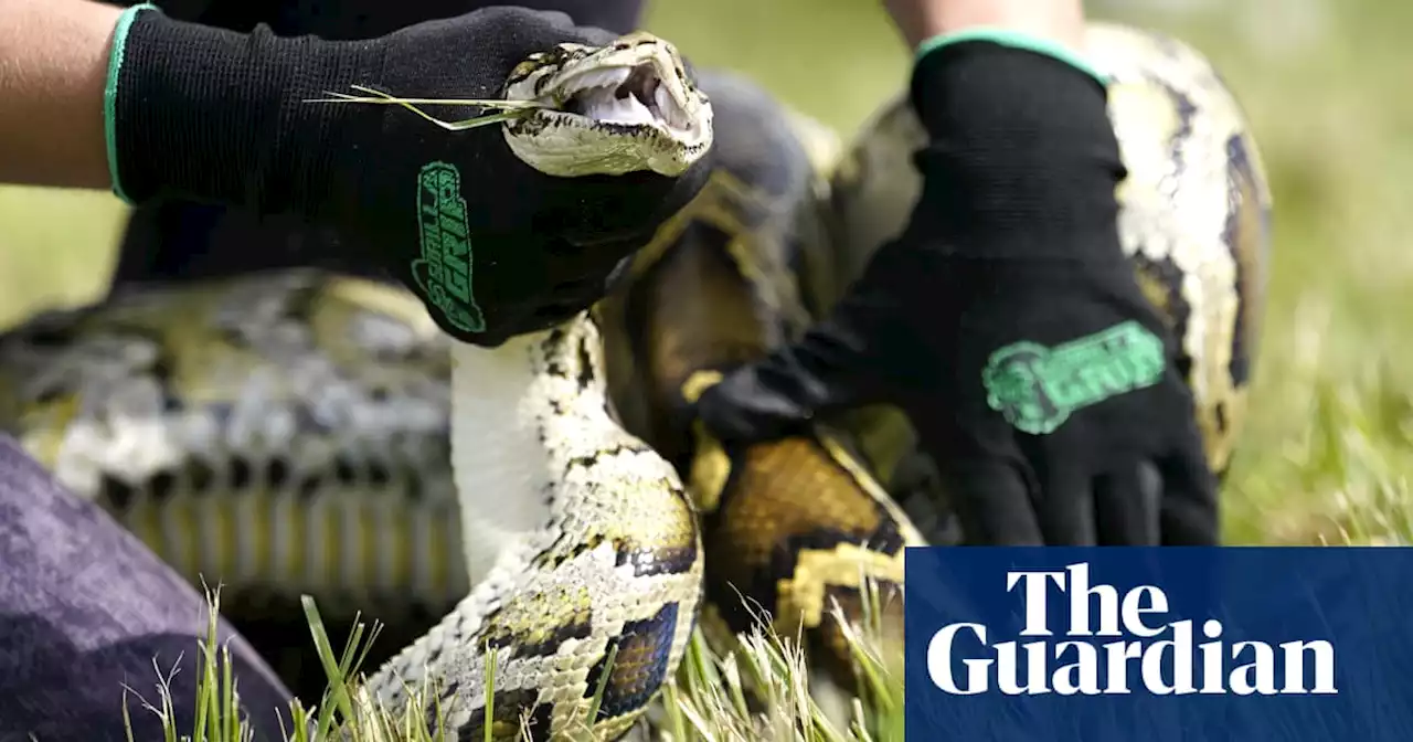 Florida researchers capture invasive pythons by attaching GPS collars to prey