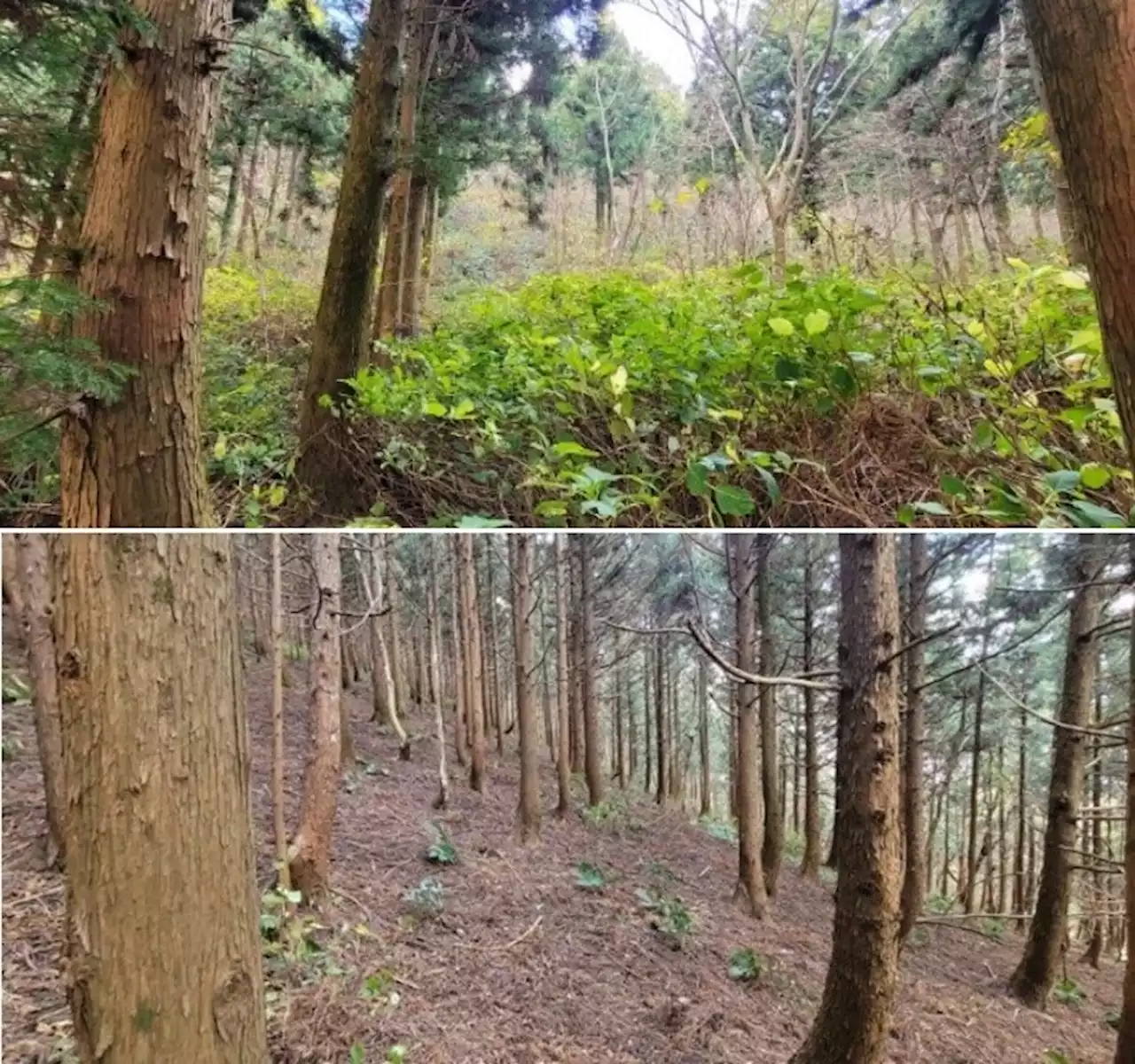 제주 검은오름 일본산 삼나무 베어내자 한국산 살아났다