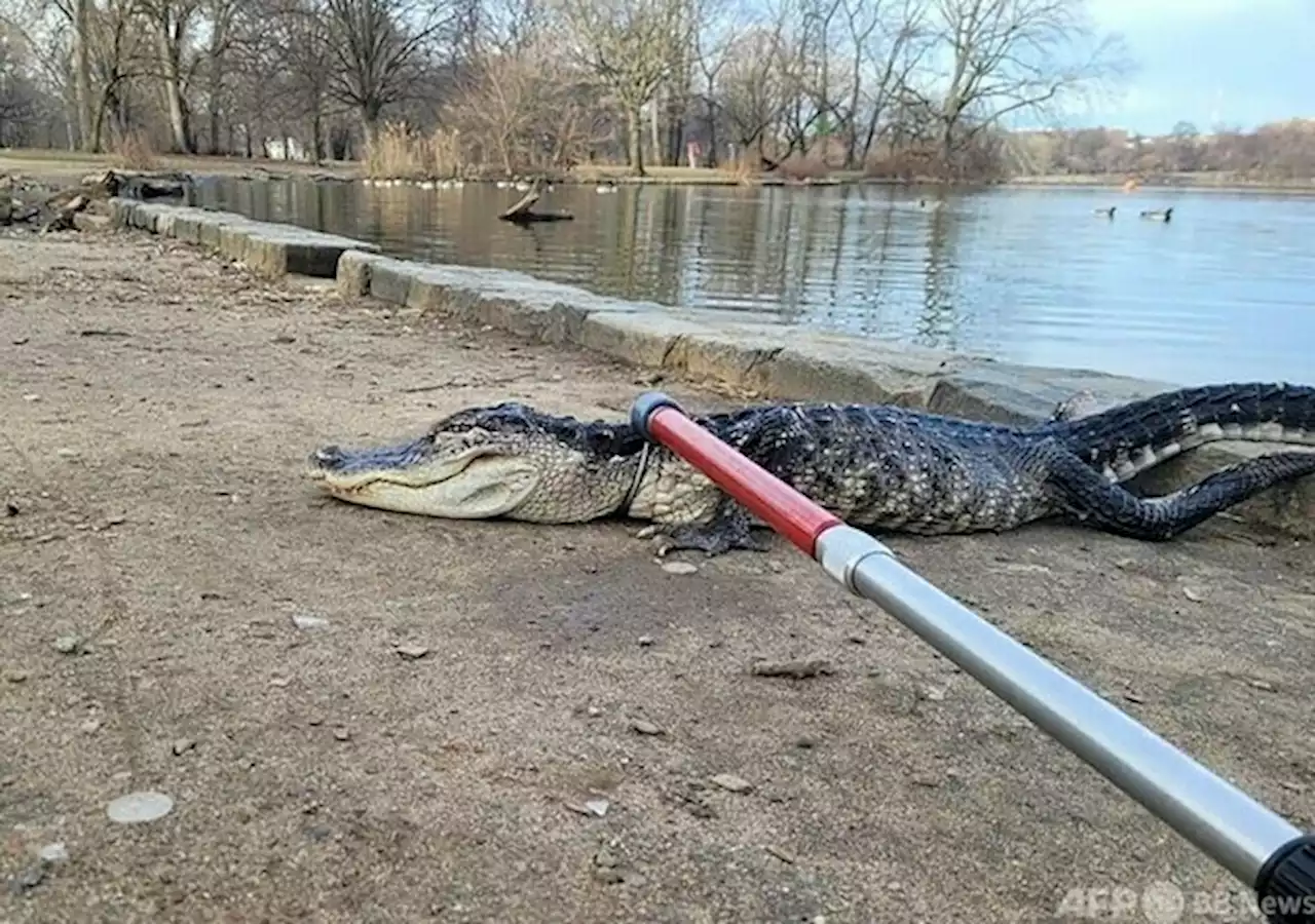 NYの公園で「非常に無気力な」ワニ捕獲 - トピックス｜Infoseekニュース