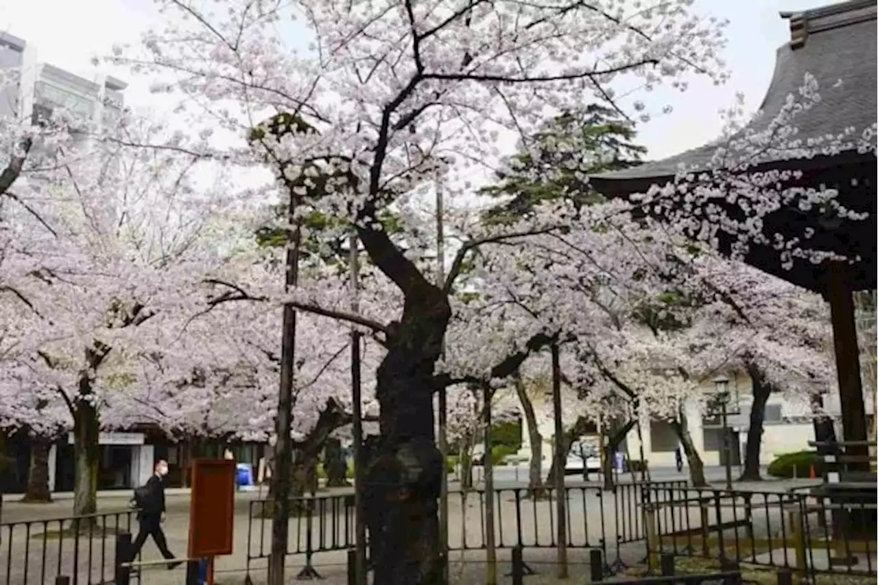 Tokyo may see Japan’s earliest sakura blooms of the year