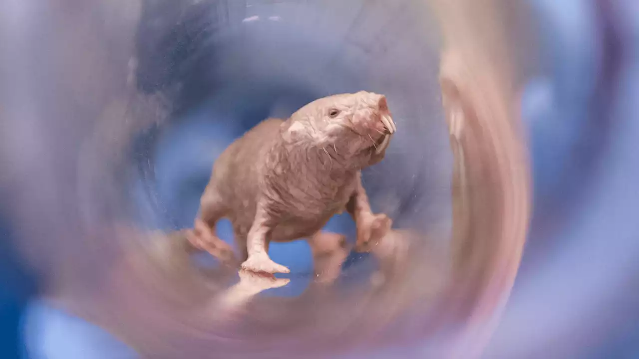 Exceptional fertility of naked mole-rats could prolong that of humans