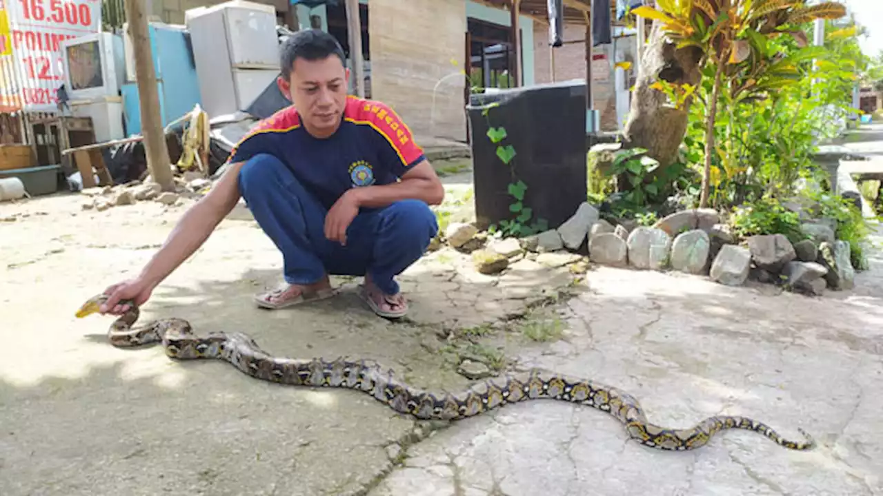 Ular Sanca Kembang Caplok Unggas Gegerkan Warga Keniten